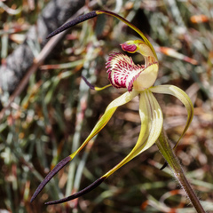 Caladenia hastata