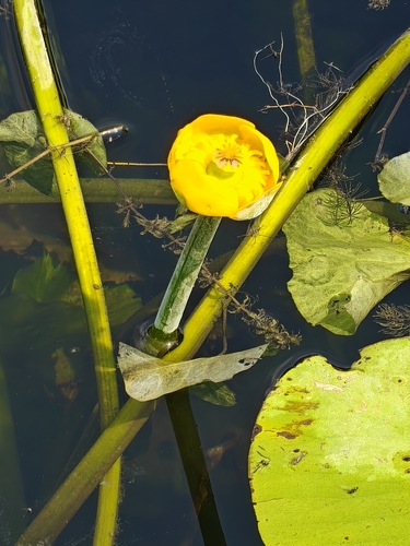 yellow water-lily
