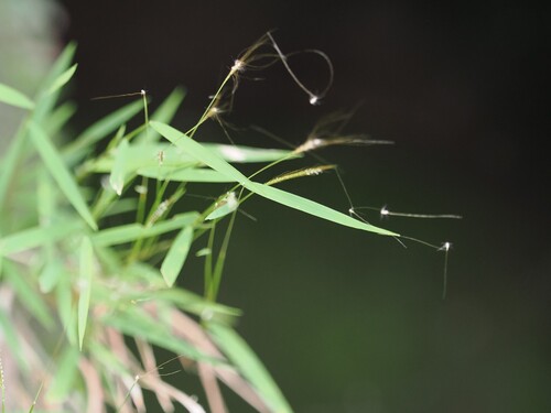 Pogonatherum crinitum observed 2026-08-03