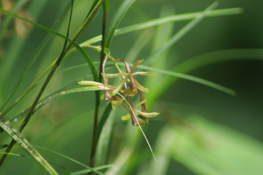 Epidendrum chloe Rchb.f. 3