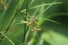 Epidendrum chloe