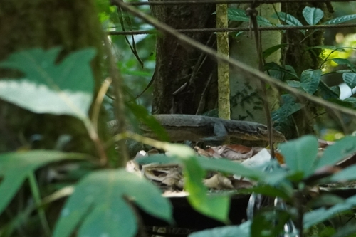 Tricolor Monitor, Varanus yuwonoi
