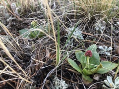 Micranthes rhomboidea