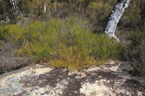 Acacia granitica observed 2026-08-02