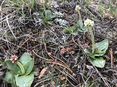 Micranthes rhomboidea