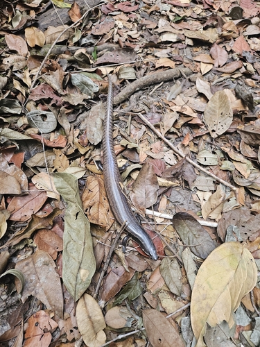 Sphenomorphus muelleri observed 2026-08-04