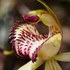 Caladenia hastata
