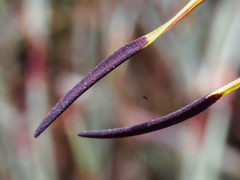 Caladenia hastata