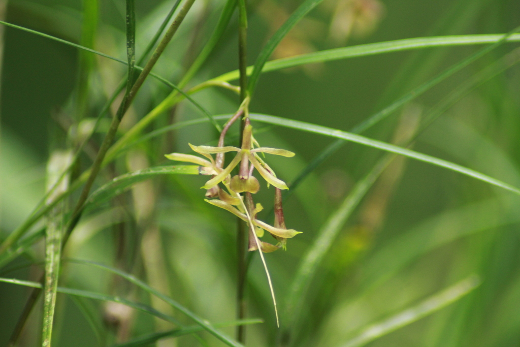 Epidendrum chloe Rchb.f. 2