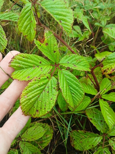 Rubus permixtus observed 2026-08-03