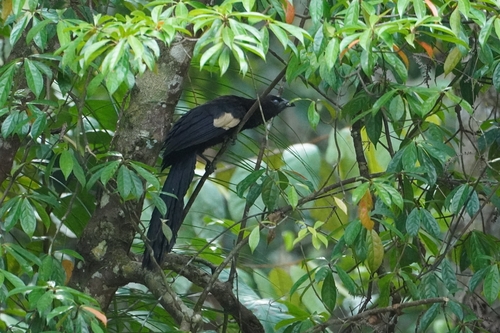 Goliath Coucal (Centropus goliath), photo 2