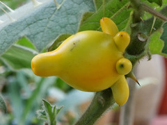 Solanum mammosum