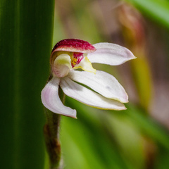 Caladenia prolata