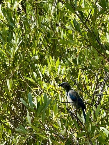 iNaturalist observation photo of California Scrub-Jay
