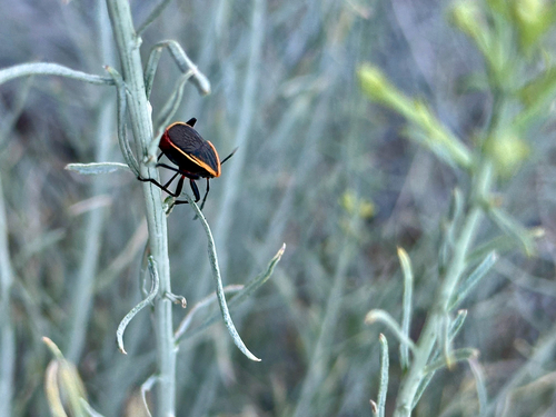iNaturalist observation photo of California Bordered Plant Bug