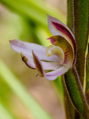 Caladenia prolata