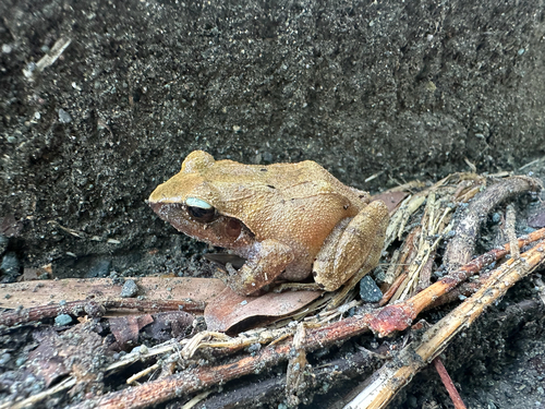 Platymantis observed 2026-07-27