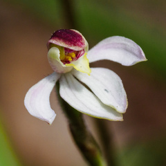Caladenia prolata