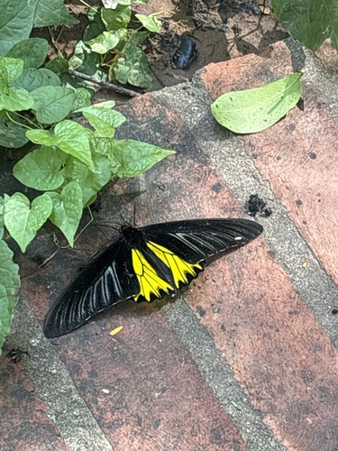 Golden Birdwing