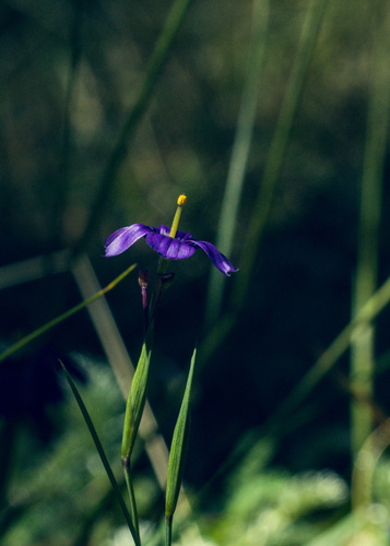 Sisyrinchium scabrum, photograph 4