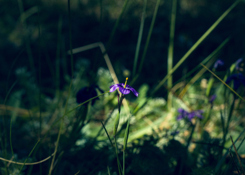 Sisyrinchium scabrum, photograph 5