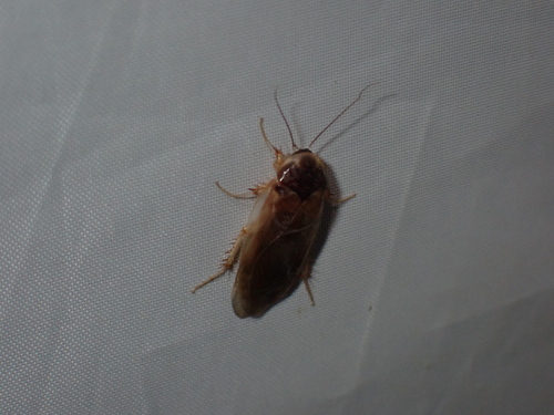 Hairy Desert Cockroach