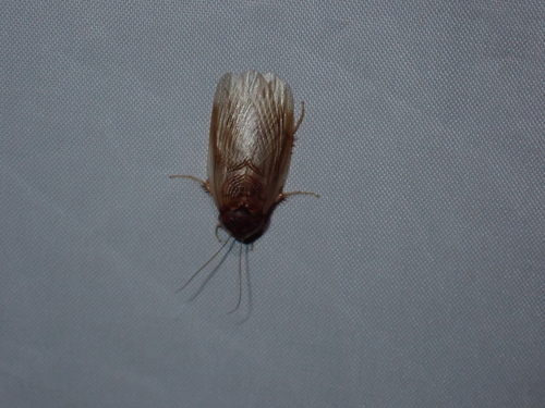 Hairy Desert Cockroach