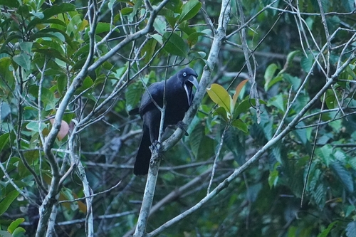 Long-billed Crow (Corvus validus)