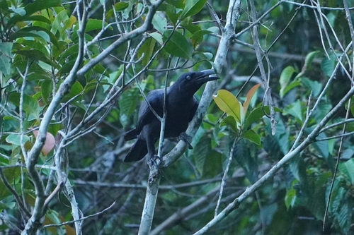 Long-billed Crow (Corvus validus), photo 2