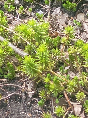 Petrosedum rupestre