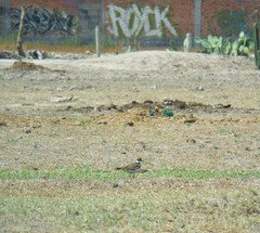 Charadrius vociferus