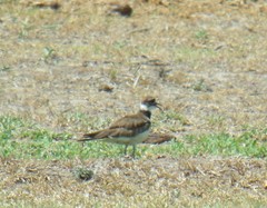 Charadrius vociferus
