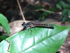 Rhinocypha pagenstecheri timorana