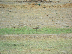 Charadrius vociferus