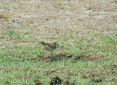 Charadrius vociferus