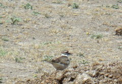 Charadrius vociferus