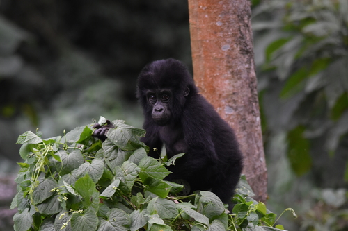 Eastern Gorilla, photo 10 of 10