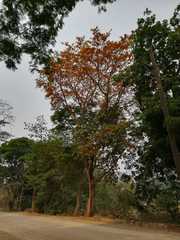 Platymiscium