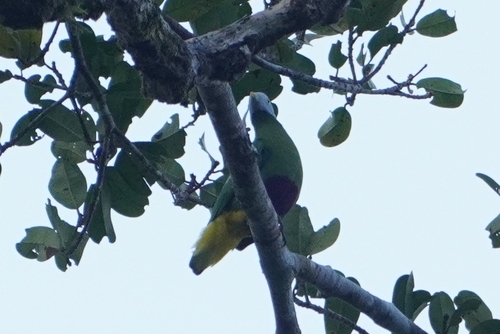 Grey-headed Fruit Dove (Ptilinopus hyogastrus), photo 2