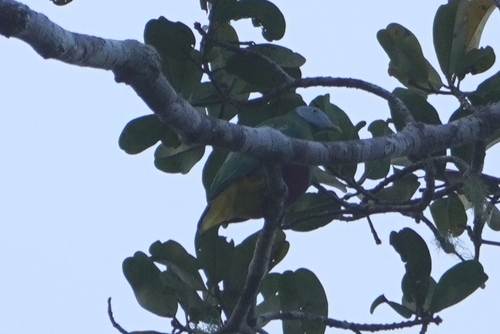 Grey-headed Fruit Dove (Ptilinopus hyogastrus), photo 3