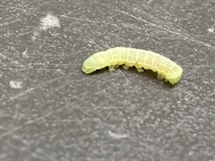 Orthosia hibisci