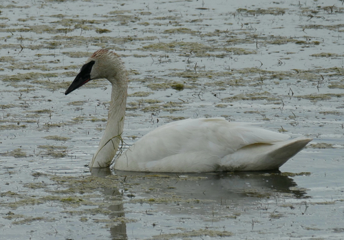 Trumpeter Swan