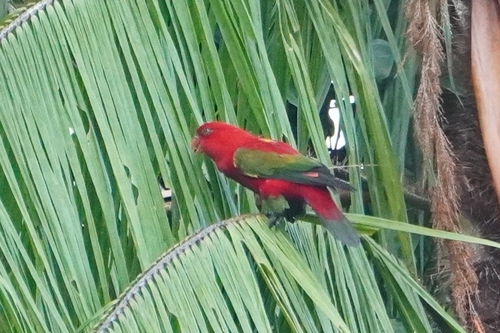 Chattering Lory (Lorius garrulus), photo 2