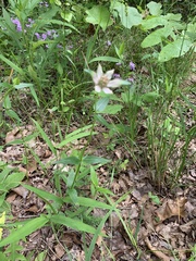 Monarda russeliana