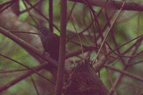 Riverside Wren (Cantorchilus semibadius), photo 8
