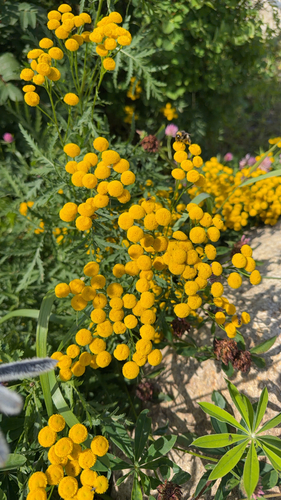 Common Tansy