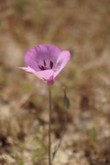 Calochortus striatus