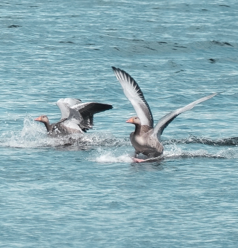 Greylag Goose