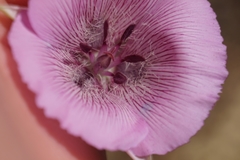 Calochortus striatus