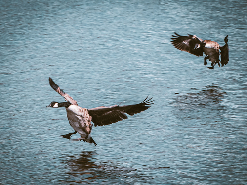 Canada Goose
